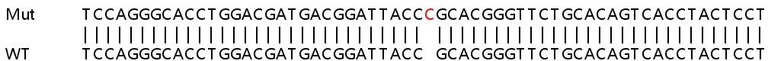 Sanger Sequencing - Human SETD7 (SET7) knockout HeLa cell line (AB265770)