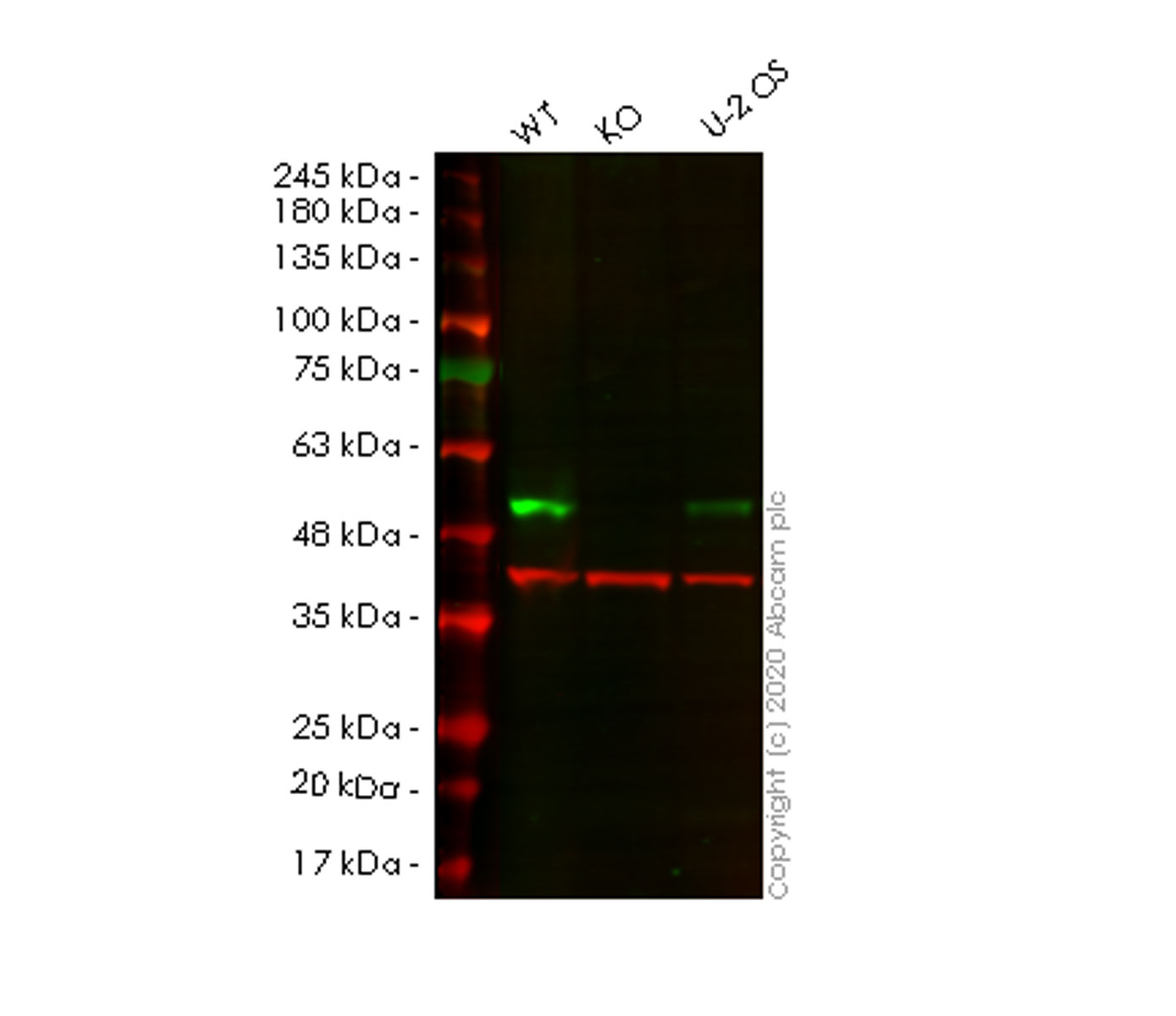 Western blot - Human SETD7 (SET7) knockout HeLa cell line (AB265770), expandable thumbnail