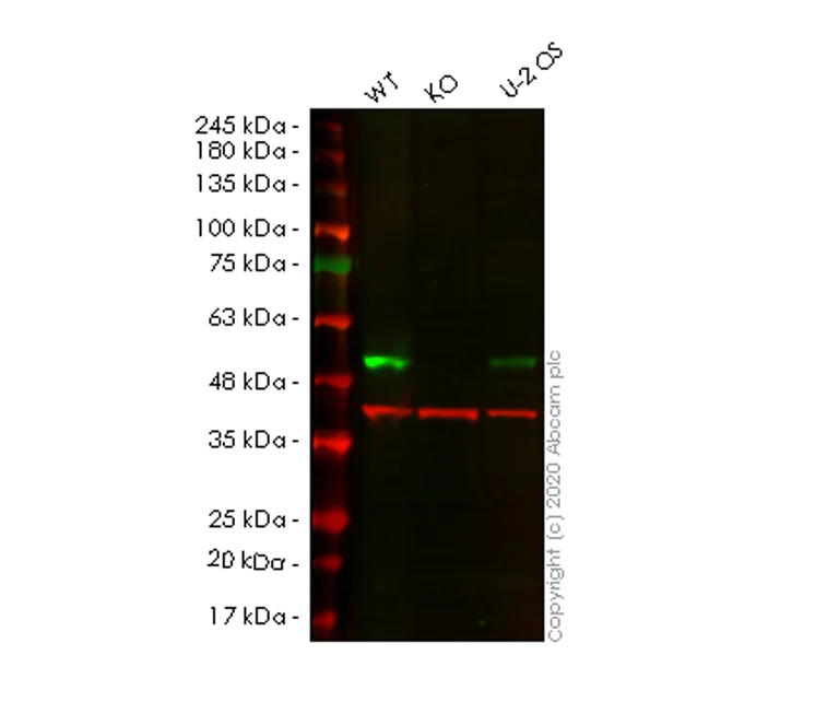 Western blot - Human SETD7 (SET7) knockout HeLa cell line (AB265770)