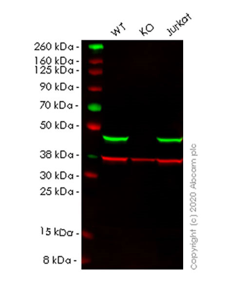 Western blot - Human SETD7 (SET7) knockout HeLa cell line (AB265770), expandable thumbnail