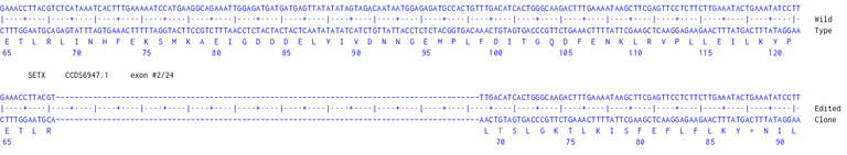 Next Generation Sequencing - Human SETX knockout RKO cell line (AB324539)