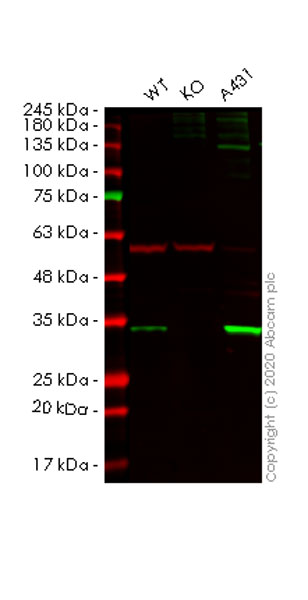 Human SFN (14-3-3 sigma) knockout HeLa cell lysate