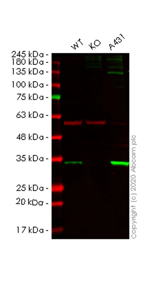 Western blot - Human SFN (14-3-3 sigma) knockout HeLa cell lysate (AB257288)