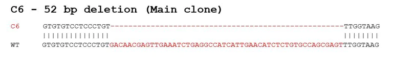 Sanger Sequencing - Human SFRP1 knockout A549 cell line (AB277906)