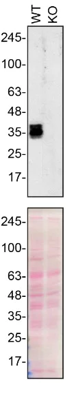 Western blot - Human SFRP1 knockout A549 cell line (AB277906)