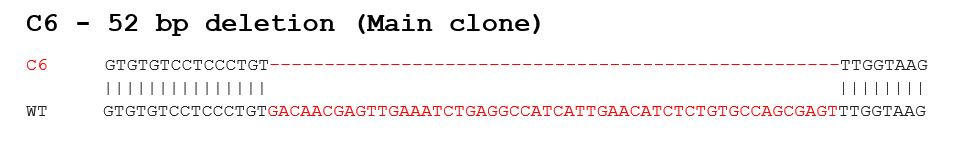 Sanger Sequencing - Human SFRP1 knockout A549 cell lysate (AB283831)