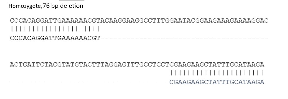 Human SGIP1 knockout SK-N-FI cell line