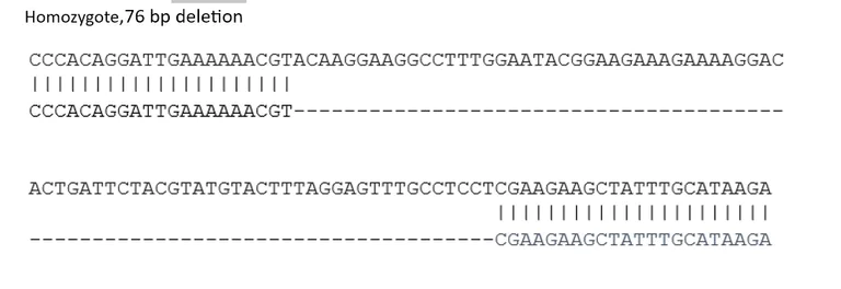 Sanger Sequencing - Human SGIP1 knockout SK-N-FI cell line (AB288710)