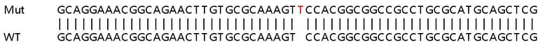 Sanger Sequencing - Human SH2B2 (APS) knockout HEK-293T cell line (AB266136)