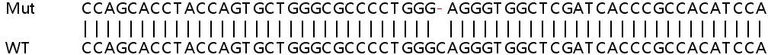 Sanger Sequencing - Human SH2D4A knockout HeLa cell lysate (AB259108)