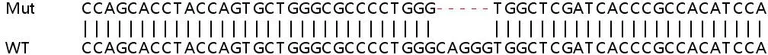 Sanger Sequencing - Human SH2D4A knockout HeLa cell lysate (AB259108)