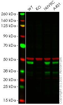 Western blot - Human SH3GL1 (EEN) knockout HEK-293T cell line (AB266260), expandable thumbnail