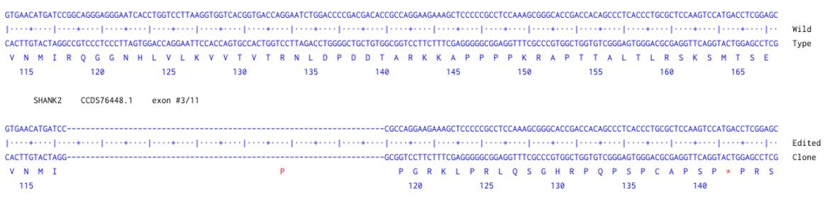 Sanger Sequencing - Human SHANK2 Knockout A549 cell line (AB324218), expandable thumbnail