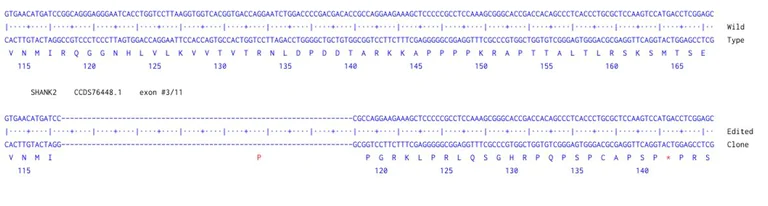 Sanger Sequencing - Human SHANK2 Knockout A549 cell line (AB324218)