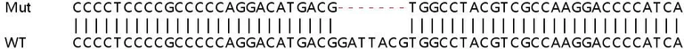 Sanger Sequencing - Human SHC2 knockout HeLa cell lysate (AB259110)