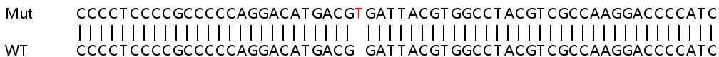Human SHC2 knockout HeLa cell lysate