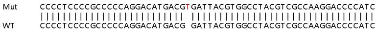 Sanger Sequencing - Human SHC2 knockout HeLa cell lysate (AB259110)