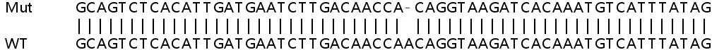 Human SHC4 (SHCD) knockout HeLa cell line