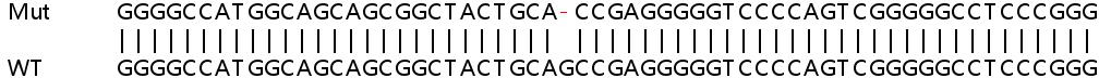 Human SHKBP1 knockout HeLa cell line