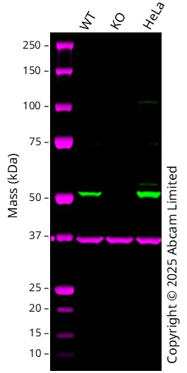 Western blot - Human SHMT2 knockout A549 cell line (AB301223)
