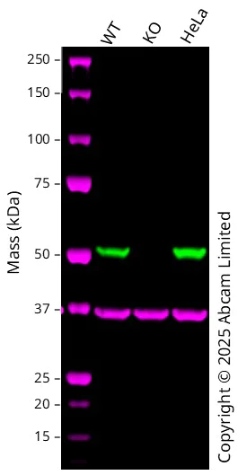 Western blot - Human SHMT2 knockout A549 cell line (AB301223)