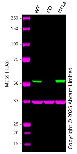 Western blot - Human SHMT2 knockout A549 cell line (AB301223)