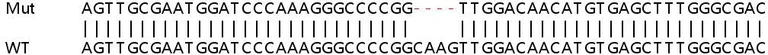 Sanger Sequencing - Human SIAH1 knockout HeLa cell lysate (AB258663)
