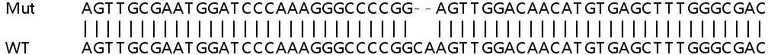 Sanger Sequencing - Human SIAH1 knockout HeLa cell lysate (AB258663)