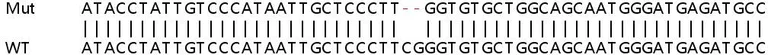 Sanger Sequencing - Human SIDT1 knockout A549 cell lysate (AB258664)