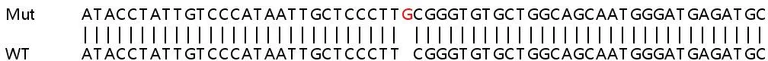 Sanger Sequencing - Human SIDT1 knockout A549 cell lysate (AB258664)