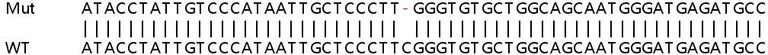 Sanger Sequencing - Human SIDT1 knockout A549 cell lysate (AB258664)
