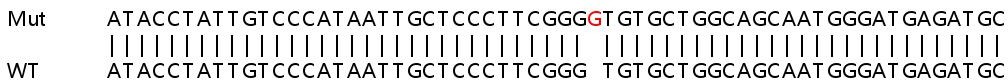 Sanger Sequencing - Human SIDT1 knockout A549 cell lysate (AB258665), expandable thumbnail