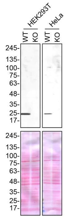 Western blot - Human SIGMAR1 (Sigma1-receptor) knockout HEK-293T cell line (AB266619)