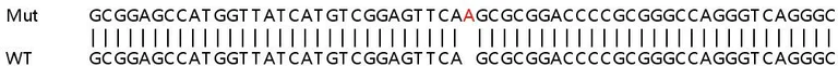 Sanger Sequencing - Human SIK1 knockout HeLa cell lysate (AB259113)