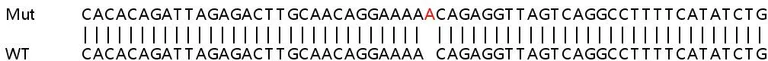 Sanger Sequencing - Human SIKE1 knockout HeLa cell lysate (AB258188)