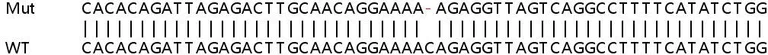 Sanger Sequencing - Human SIKE1 knockout HeLa cell lysate (AB258188)