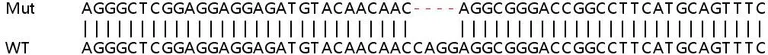 Sanger Sequencing - Human SIPA1 (Spa-1) knockout HeLa cell line (AB265434)