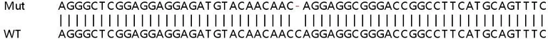 Sanger Sequencing - Human SIPA1 (Spa-1) knockout HeLa cell line (AB265434)