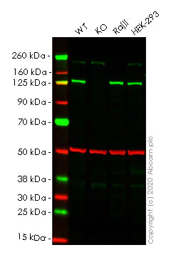 Western blot - Human SIPA1 (Spa-1) knockout HeLa cell line (AB265434)
