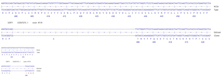 Next Generation Sequencing - Human SIRT1 knockout A549 cell line (AB287763)