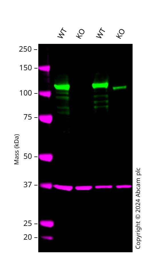 Western blot - Human SIRT1 knockout A549 cell line (AB287763)