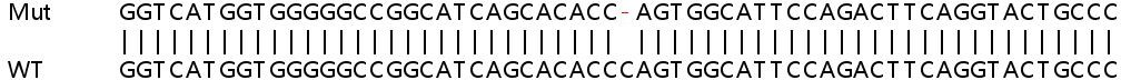 Sanger Sequencing - Human SIRT3 knockout HeLa cell line (AB265172), expandable thumbnail