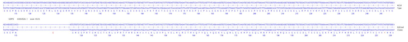 Human SIRT5 knockout A549 cell line