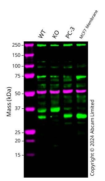 Western blot - Human SIRT5 knockout A549 cell line (AB282634)