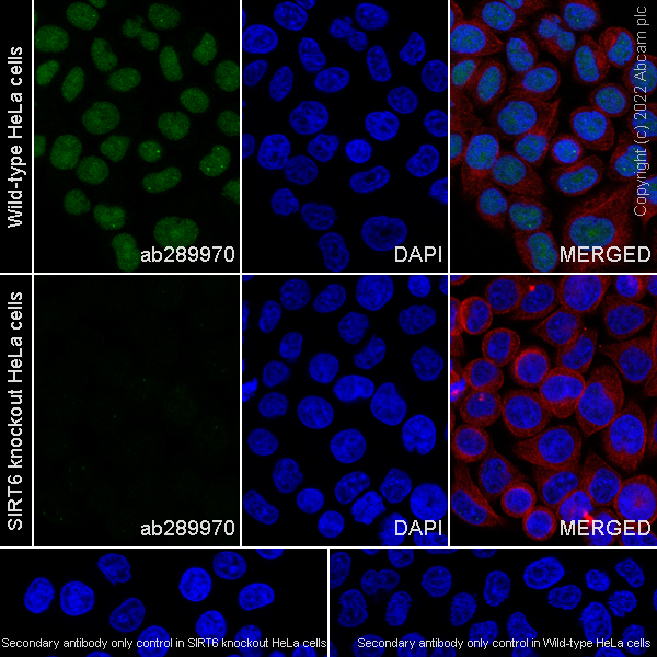 Immunocytochemistry/ Immunofluorescence - Human SIRT6 knockout HeLa cell line (ab265054), expandable thumbnail