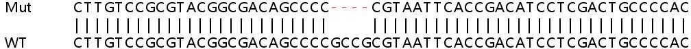 Sanger Sequencing - Human SIRT6 knockout HeLa cell line (AB265054), expandable thumbnail