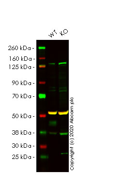 Western blot - Human SIRT6 knockout HeLa cell line (AB265054), expandable thumbnail