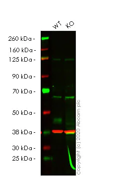 Western blot - Human SIRT6 knockout HeLa cell lysate (AB257673)
