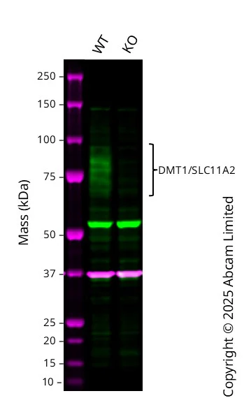 Western blot - Human SLC11A2 knockout A549 cell line (AB326025)