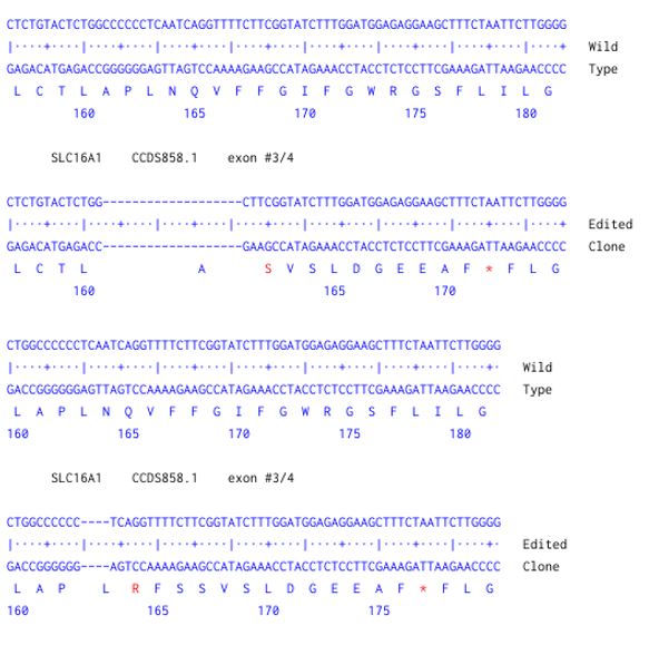 Next Generation Sequencing - Human SLC16A1 knockout A549  cell line (AB301232), expandable thumbnail